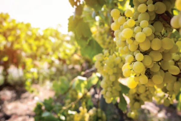 Athiri grapes on the vine